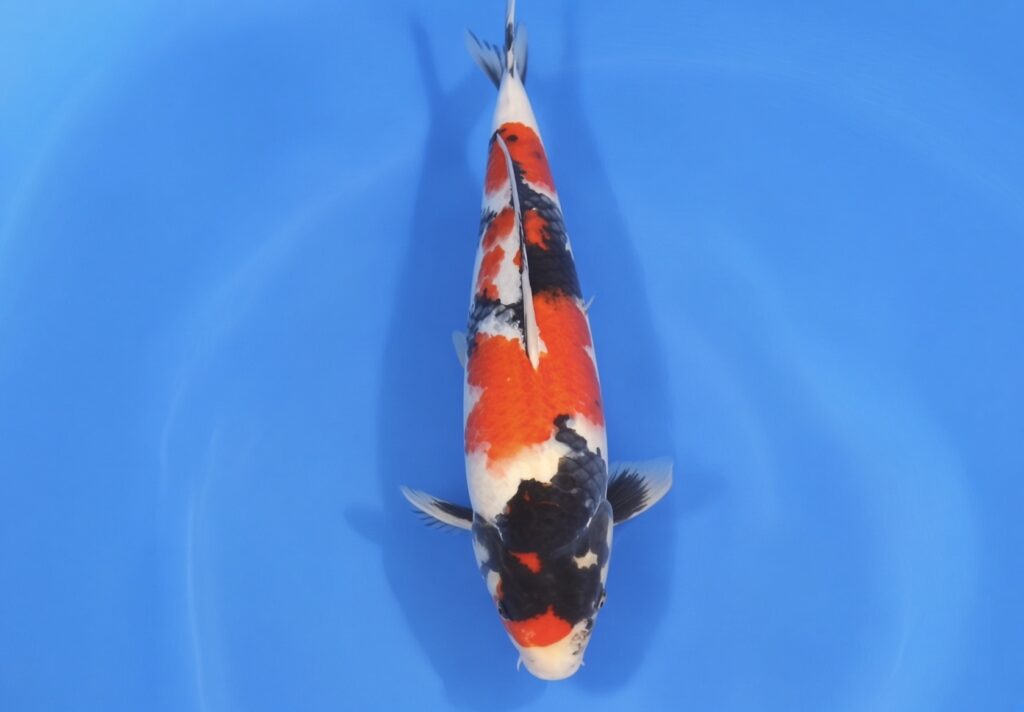 Kobayashi Sansai Showa 55cm - Show Level Koi*