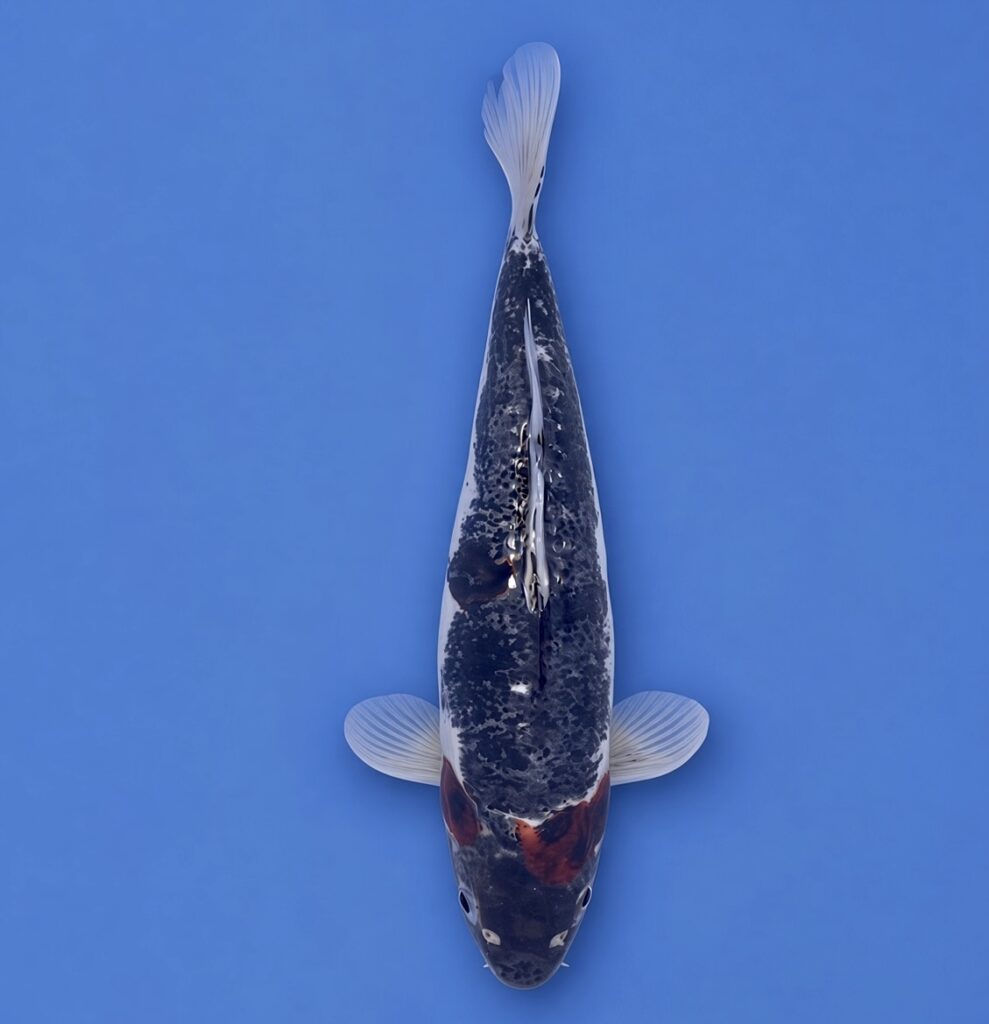 Koda Nisai Doitsu Showa 31cm