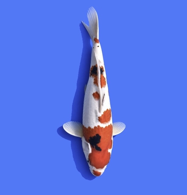 Ikarashi Nisai Sanke 32cm*