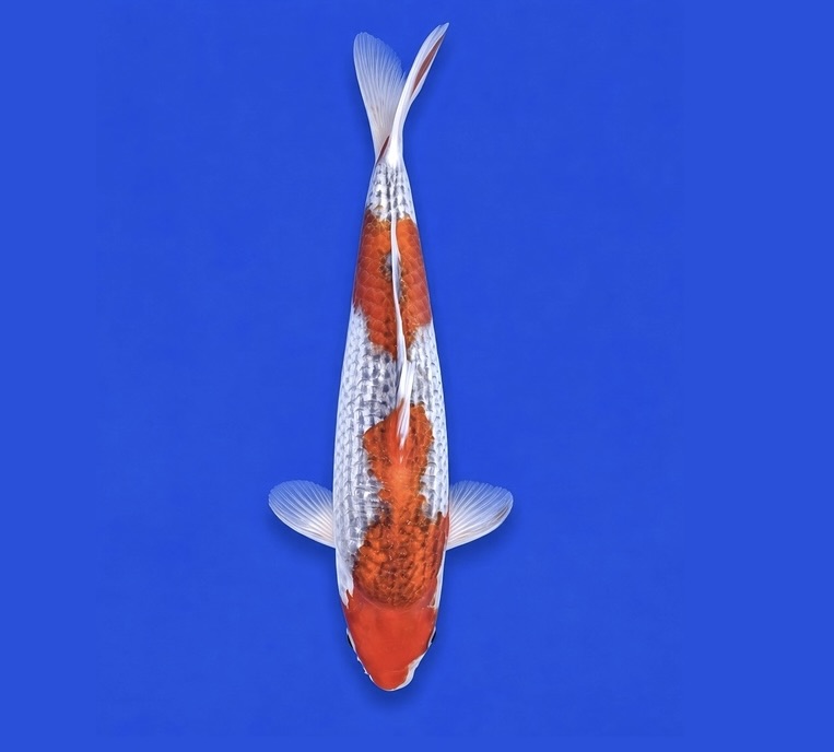 Koda Tosai Goshiki 28cm*