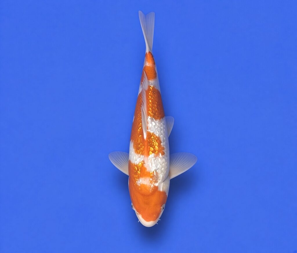 Koda Nisai Gin rin Kohaku 35cm