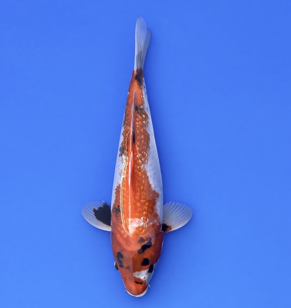 Takahashi Nisai Gin rin Showa 38cm
