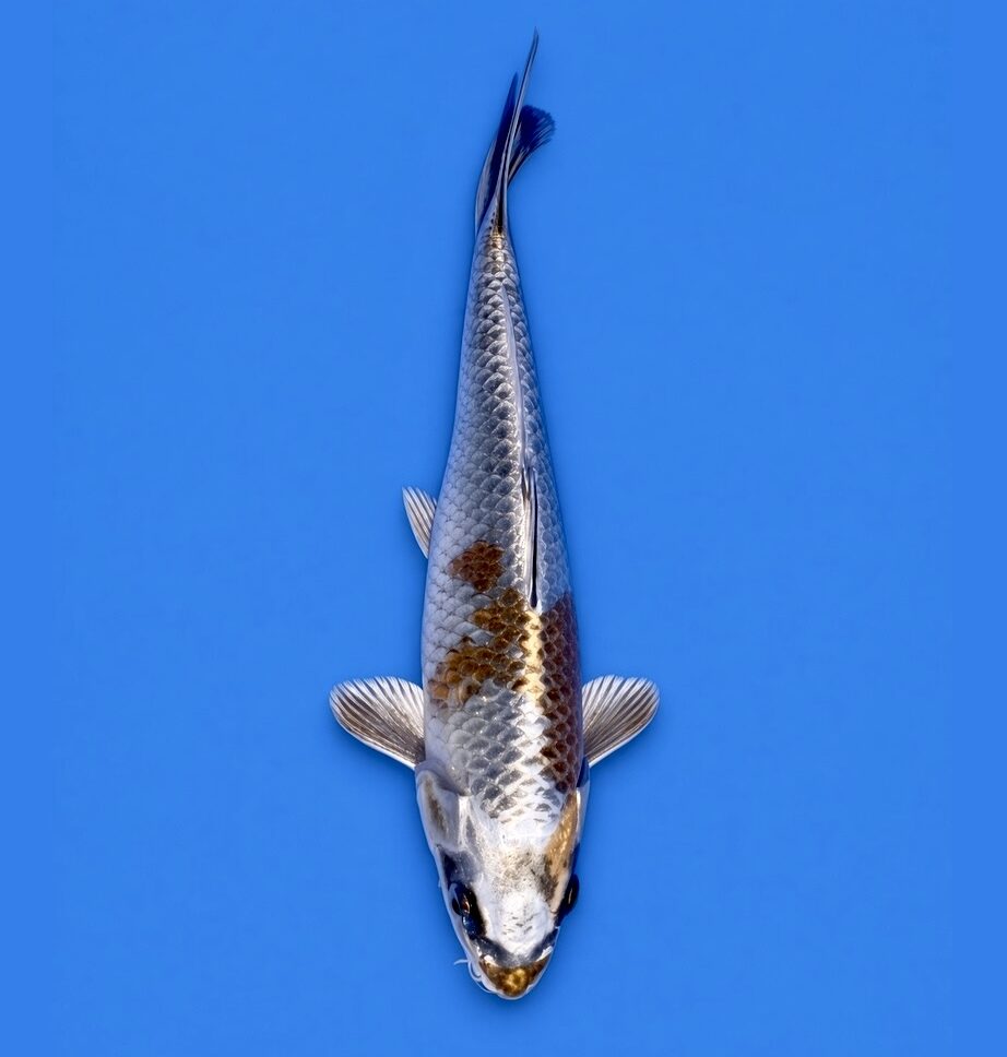 Takahashi Nisai Kujaku 31cm