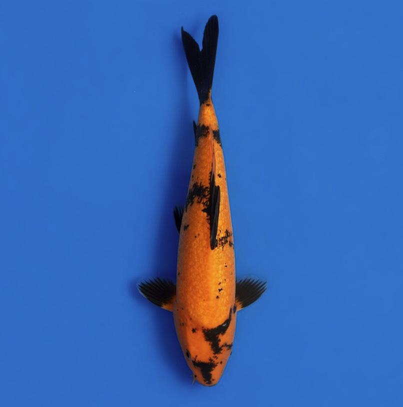 Koda Nisai Gin rin Hi Utsuri 36cm