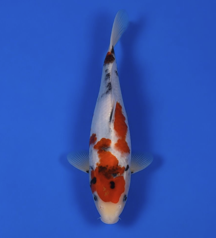 Dainichi Toyota Tosai "Pandora" Showa 42cm