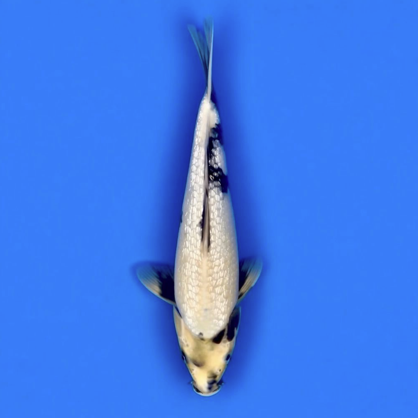 Koda Nisai Gin rin Shiro Utsuri 35cm