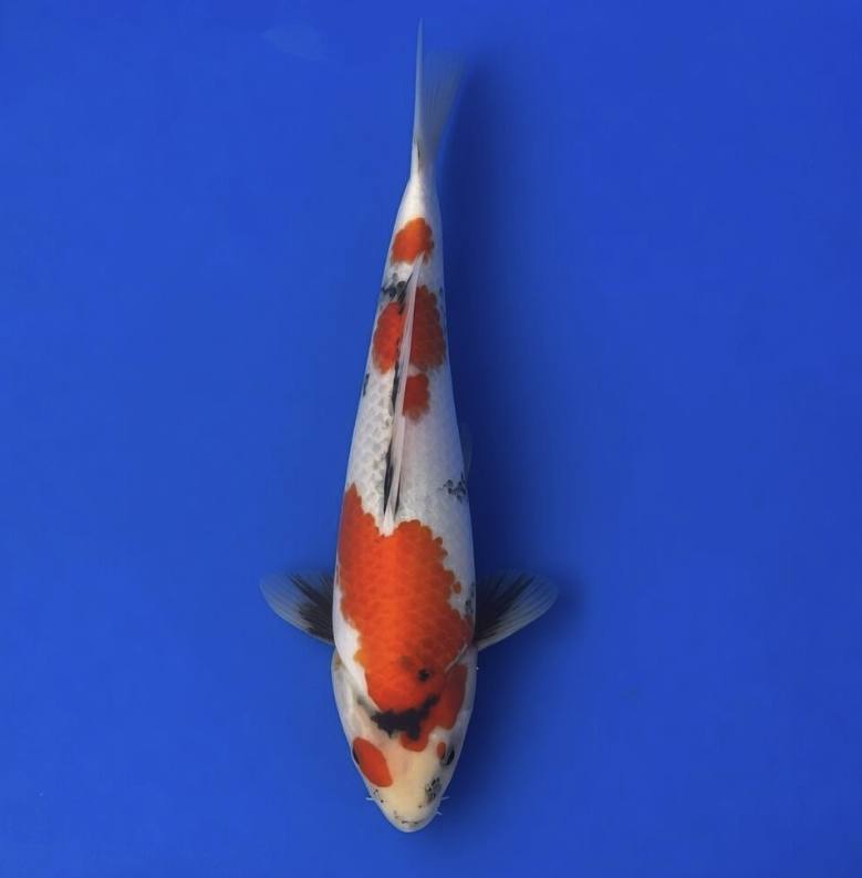 Dainichi Toyota Nisai "Pandora" Showa 36cm