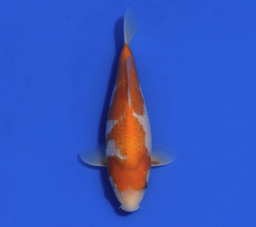 Hiroi Nisai Gin rin Kohaku 34cm