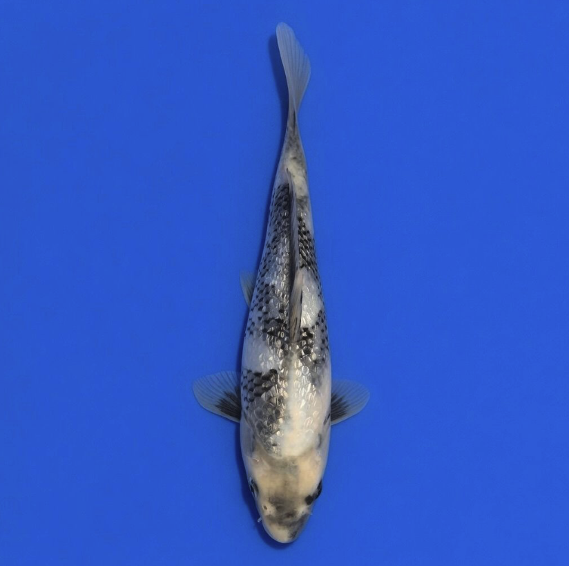 Okawa Nisai Gin rin Shiro Utsuri 32cm