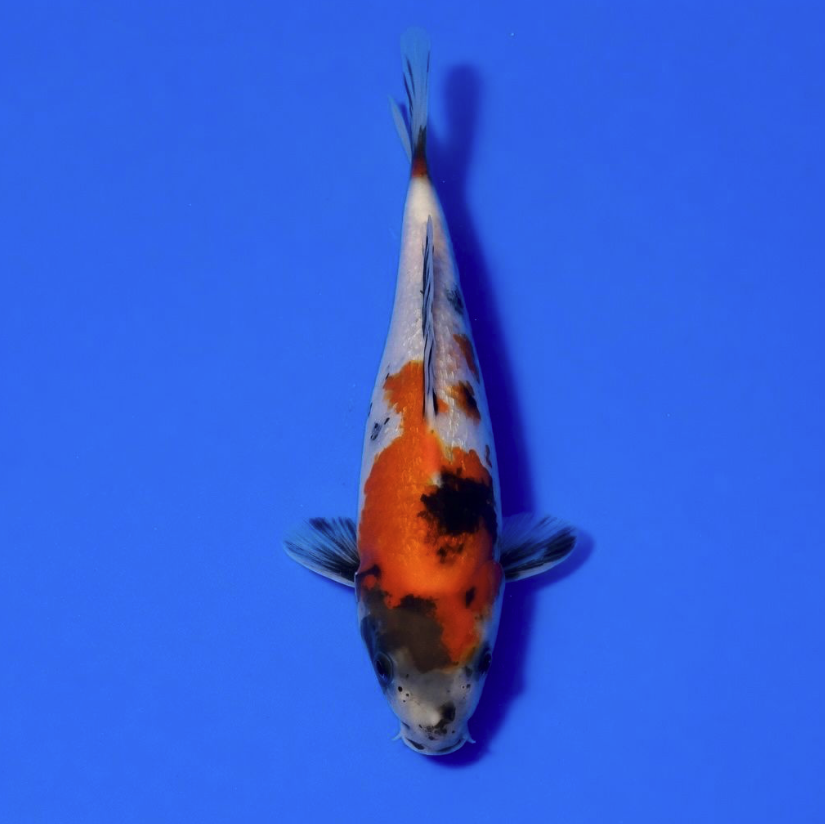 Ogata Nisai Gin rin Showa 32cm