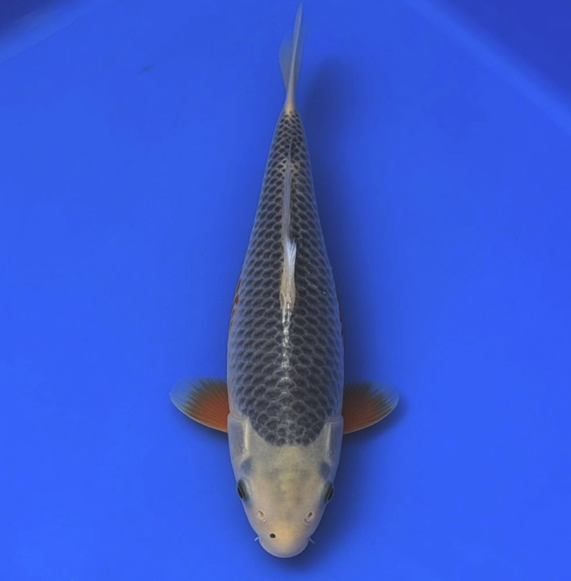 Taniguchi Nisai Asagi 33cm