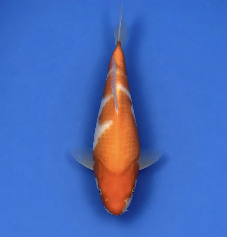 Dainichi "Nanako" Kohaku 32cm