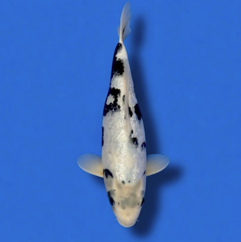 Okawa Nisai Gin rin Shiro Utsuri 38cm