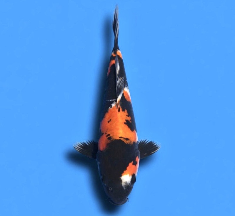Koda Tosai Showa 25cm (Includes Grow on to March 2027)