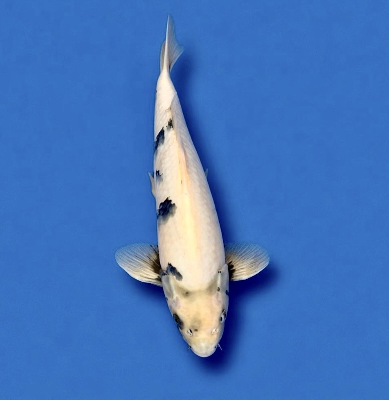 Okawa Nisai Shiro Bekko 36cm