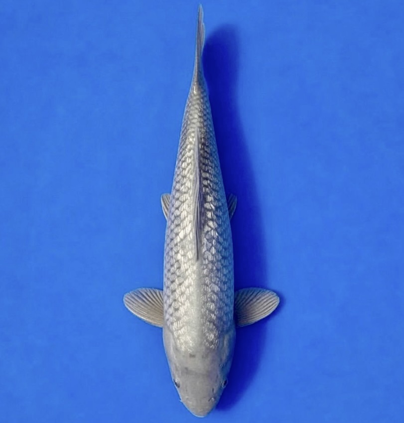 Koda Nisai Gin rin Soragoi 38cm