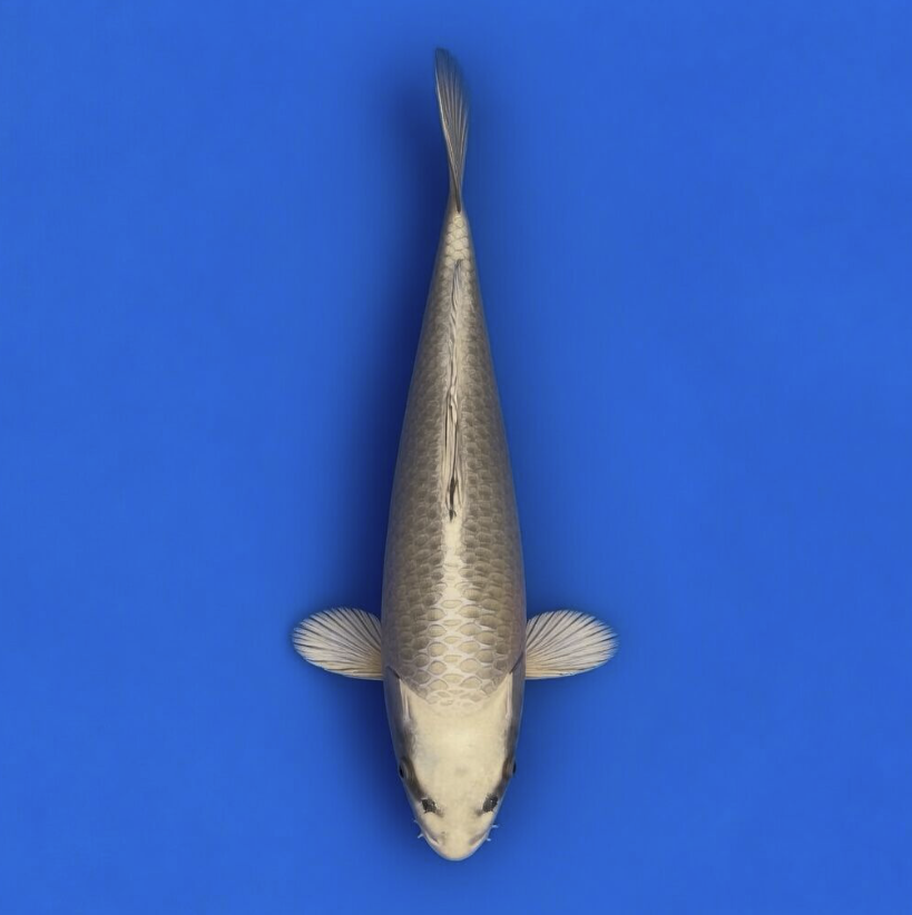 Saito Nisai Mukashi 32cm