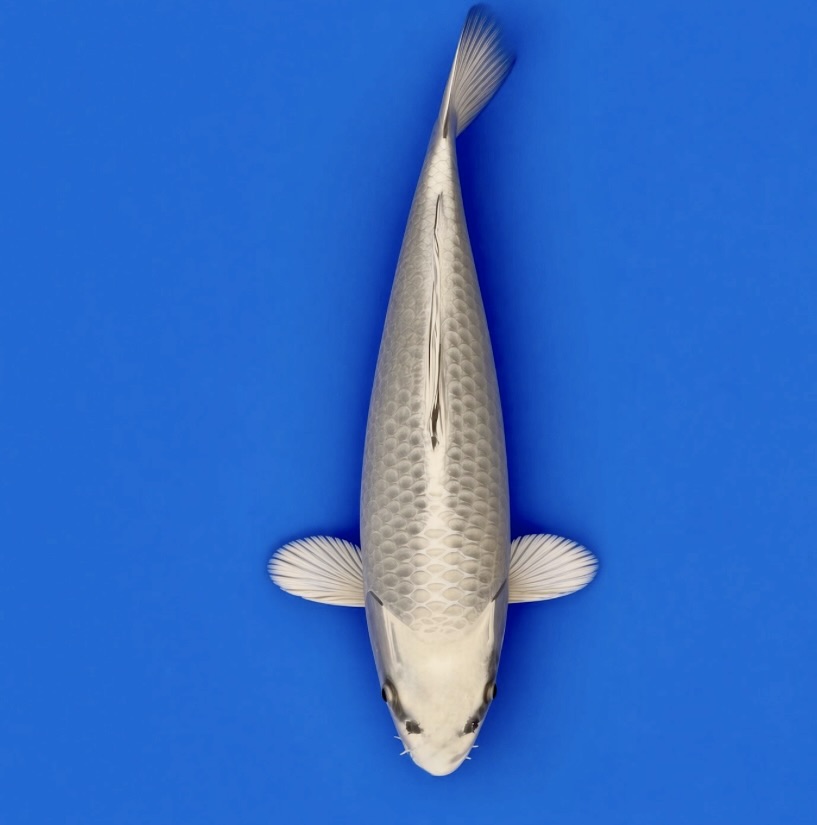 Saito Nisai Mukashi 33cm