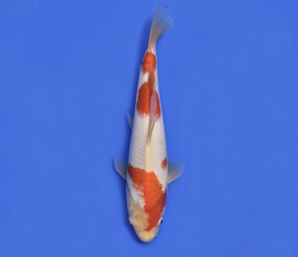Okawa Nisai Kohaku 35cm