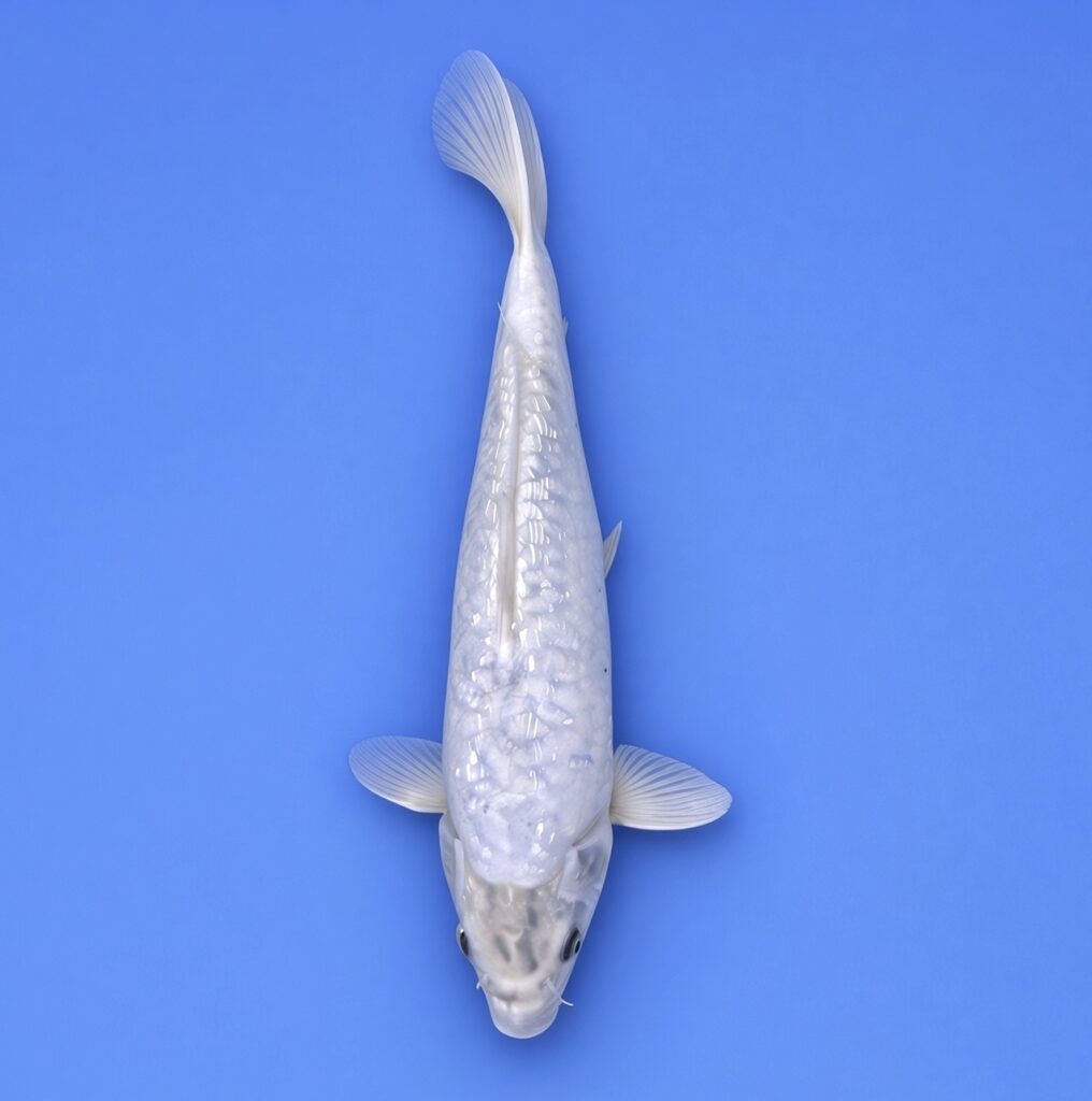 Ikarashi Nisai Gin rin Kumonryu 33cm