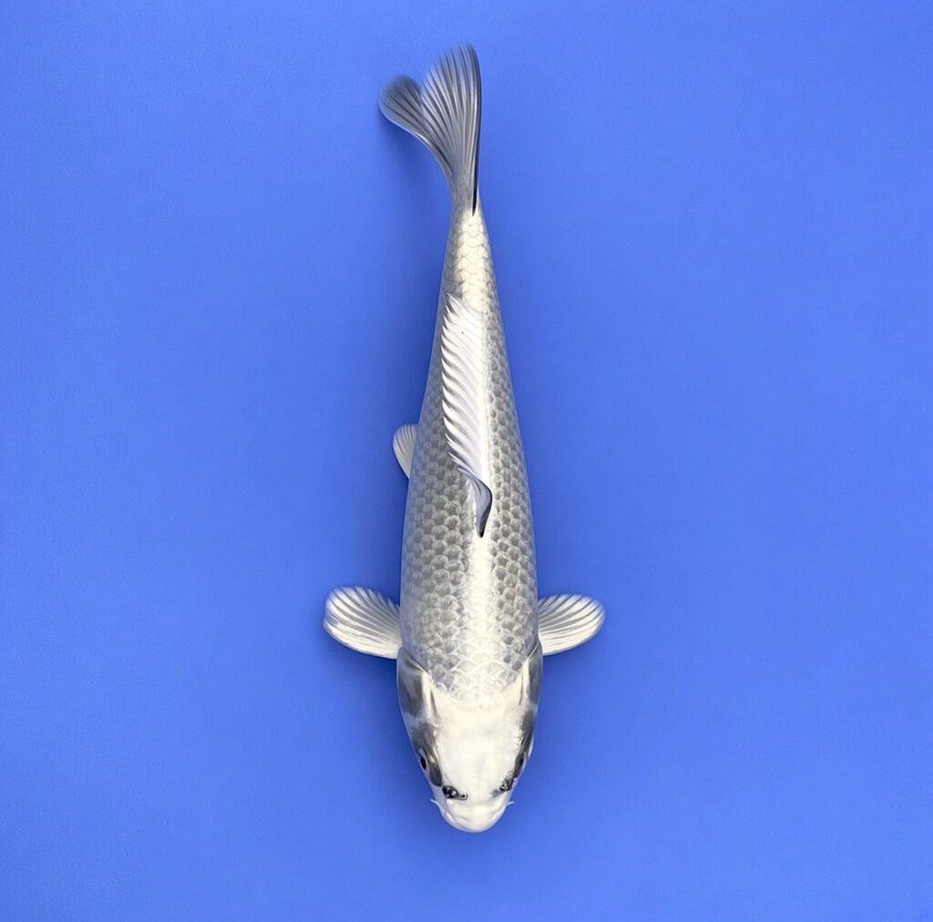 Saito Nisai Mukashi 31cm