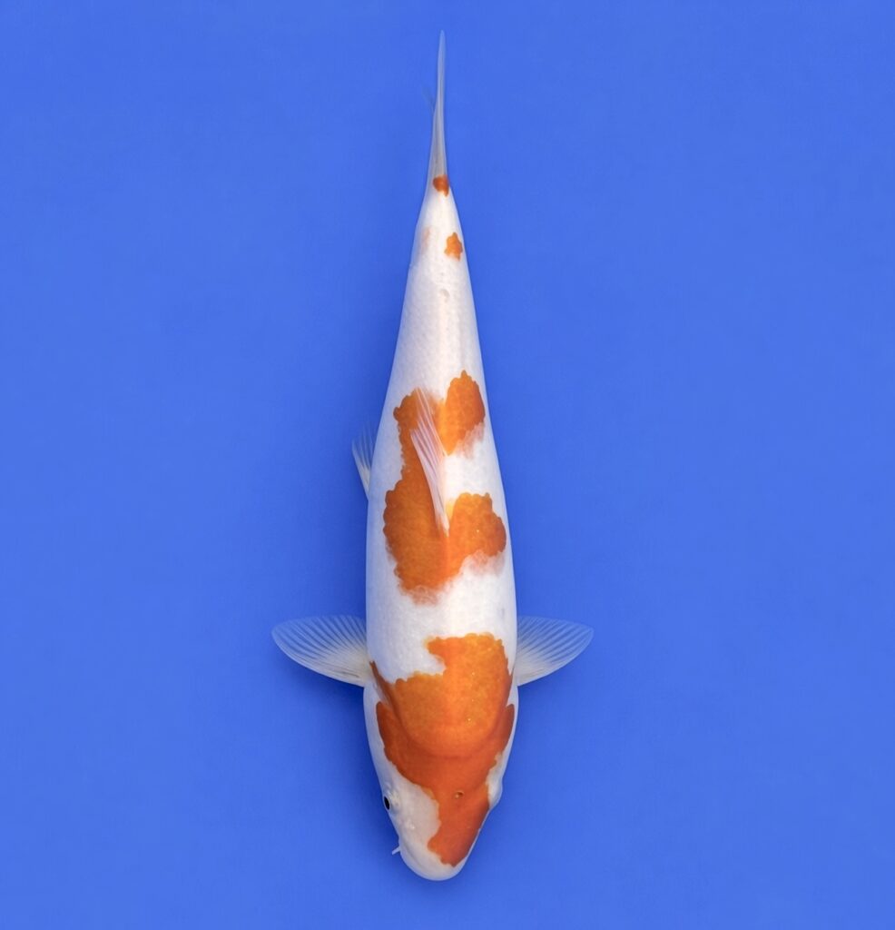 Okawa Nisai Kohaku 35cm