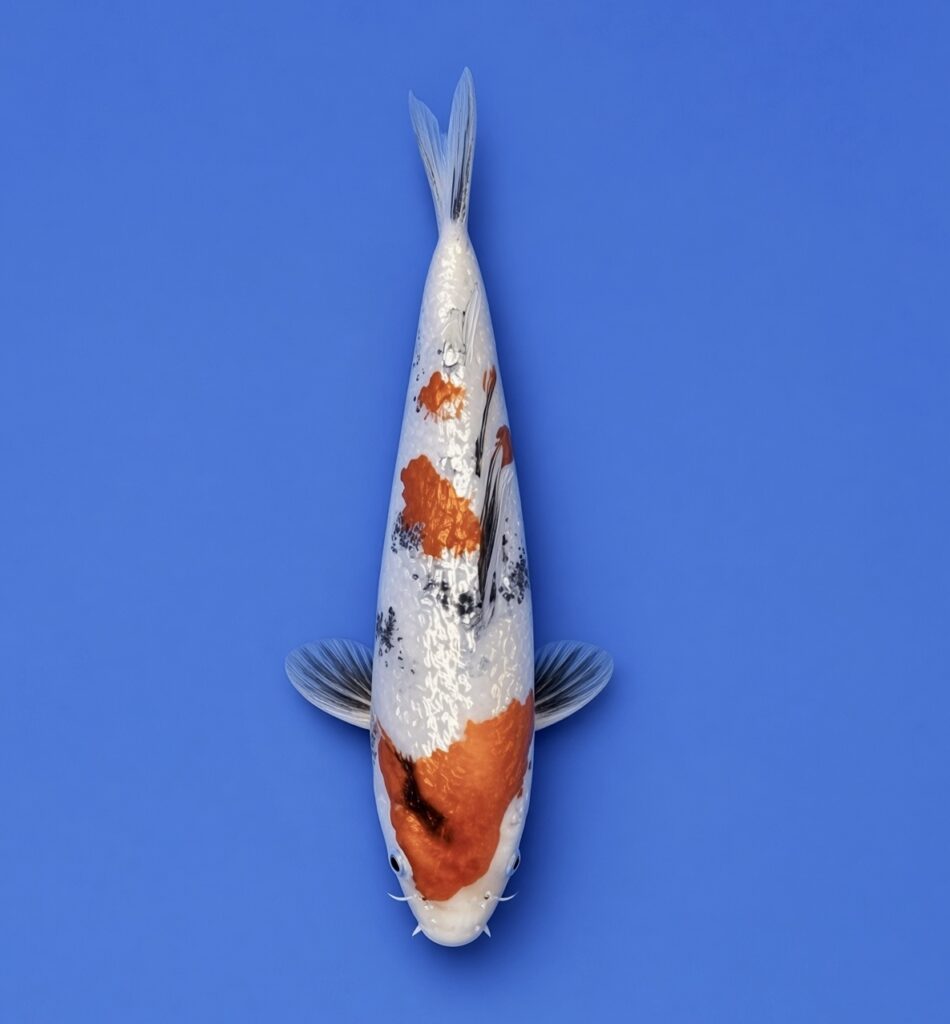 Kibi Tosai Gin rin Showa 26cm (Includes Grow on to March 2027)