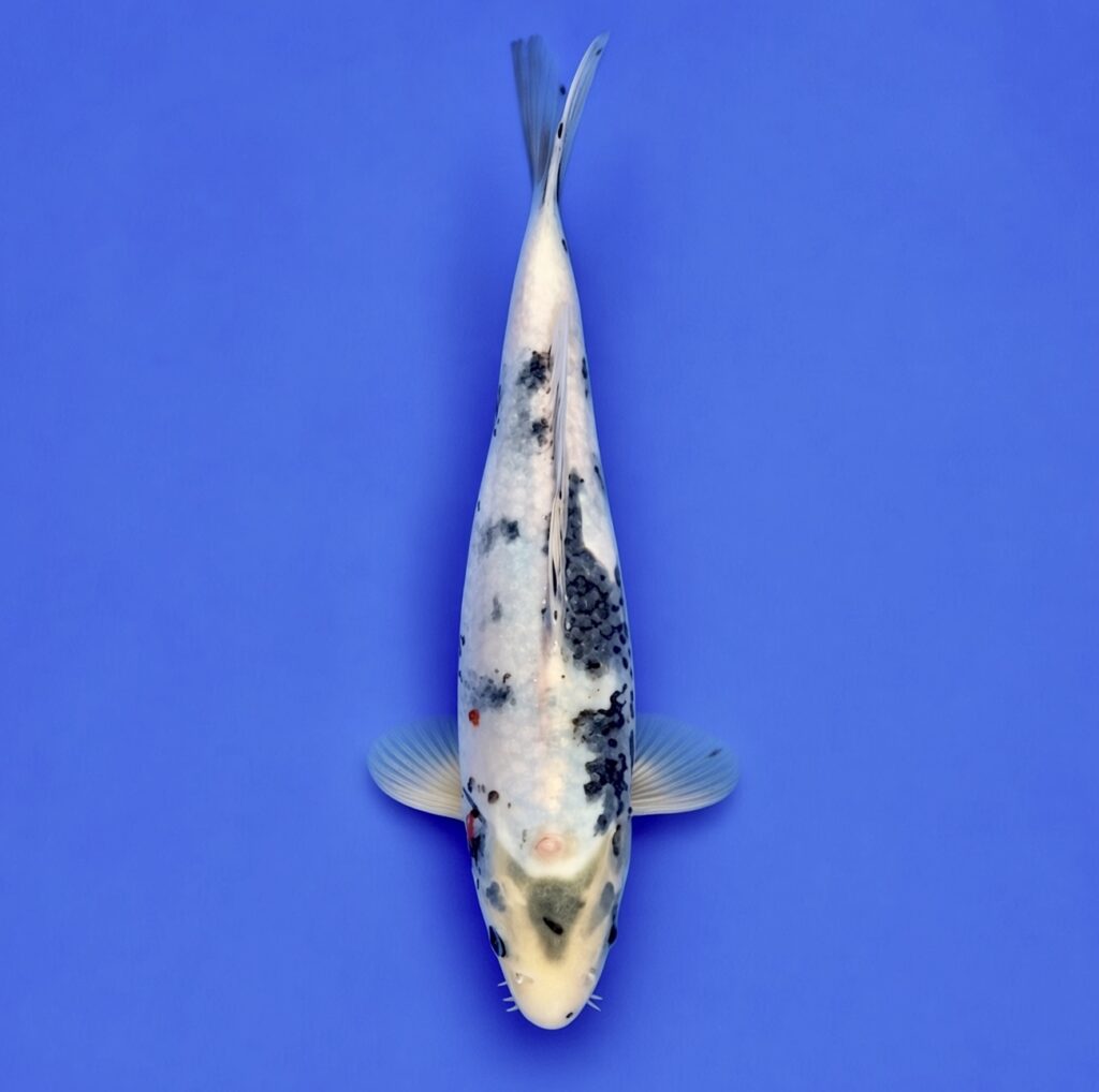Koda Nisai Showa 32cm