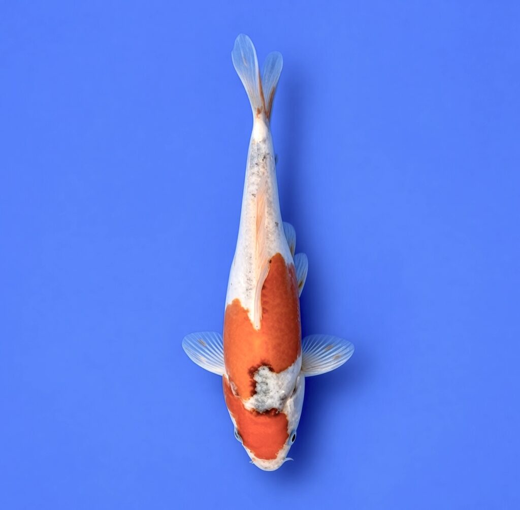 Tosai Koda Doitsu Goshiki 24cm (Includes Grow on to March 2027)