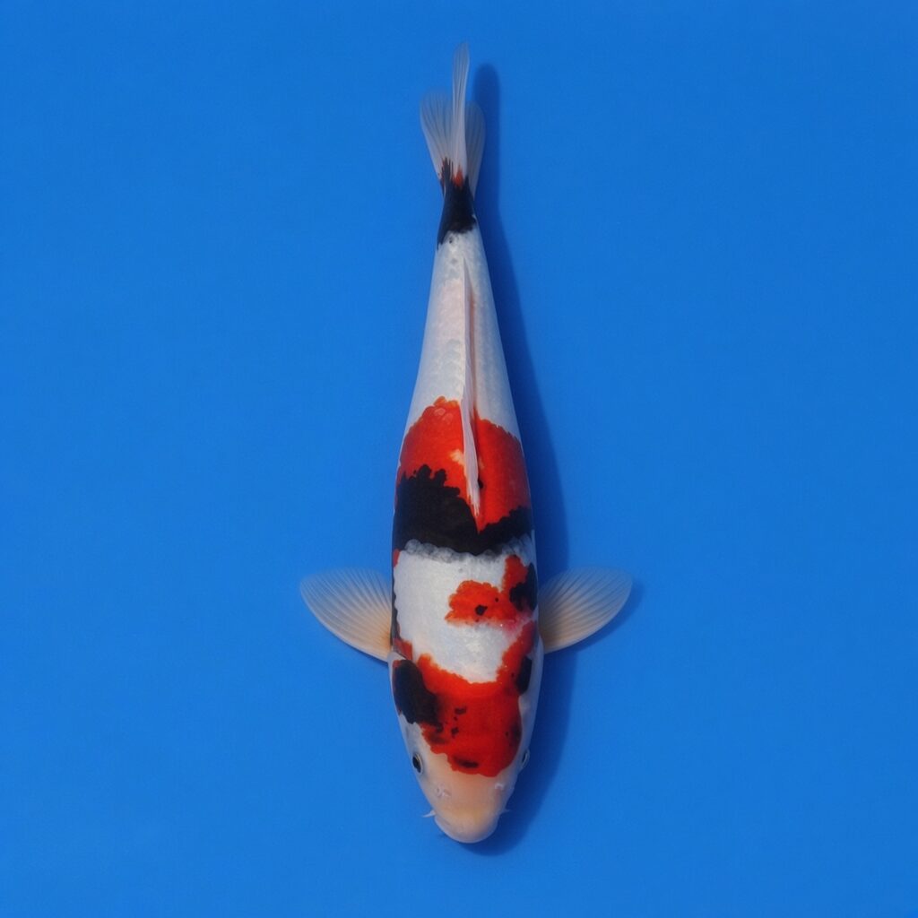 Kase Nisai Showa 38cm*
