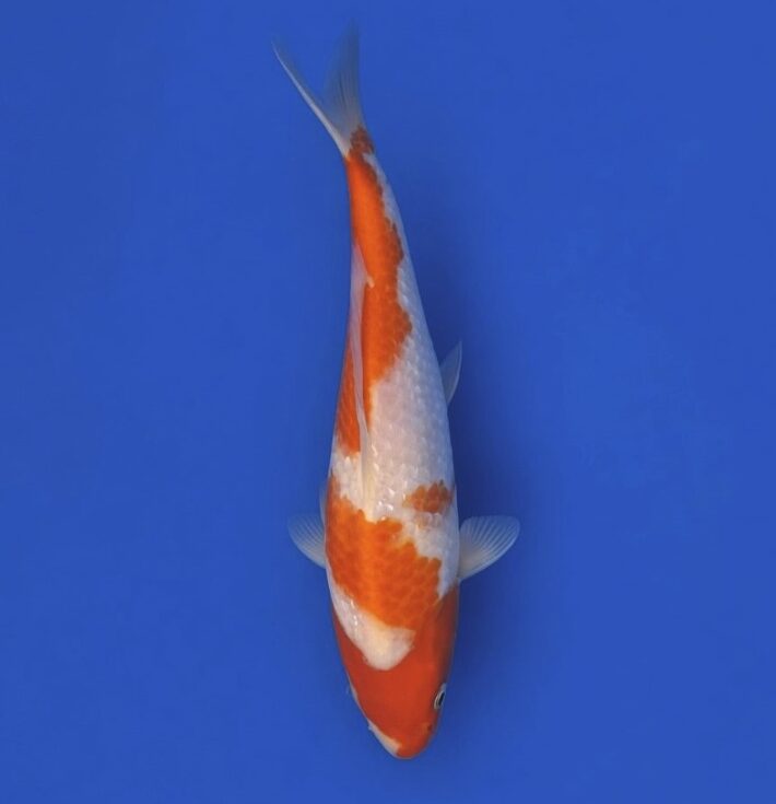Koda Nisai Gin rin Kohaku 31cm