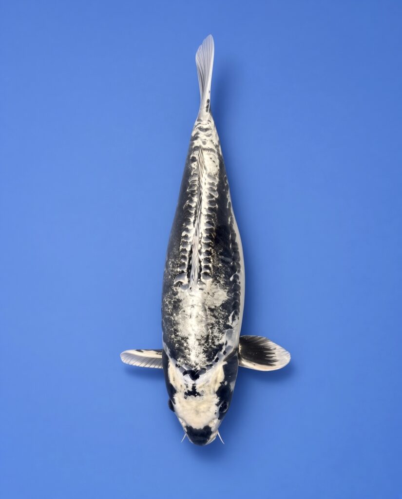 Maruhiro Yonsai Kikokuryu 65cm