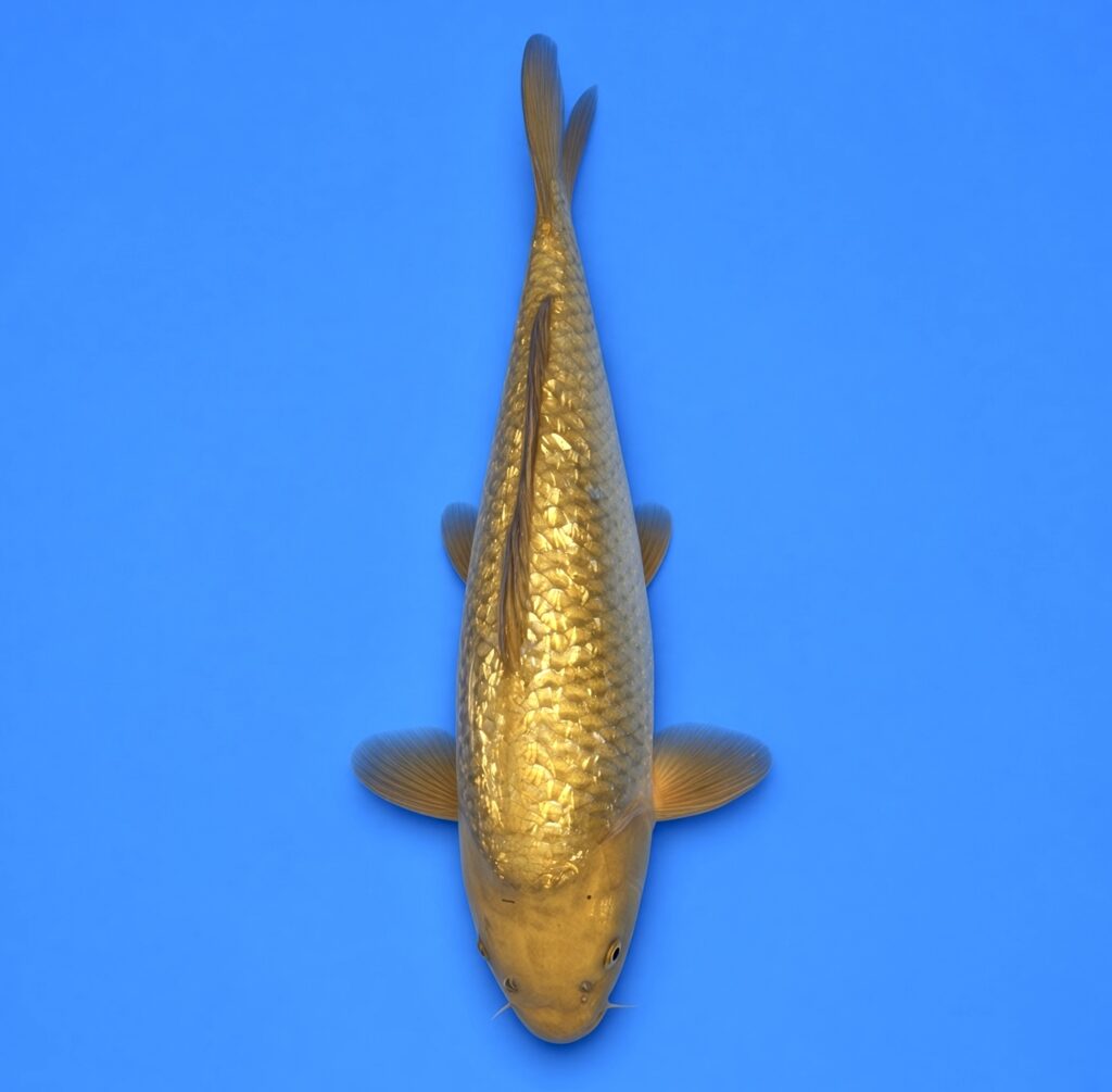 Marudo Nisai Gin rin Chagoi 43cm
