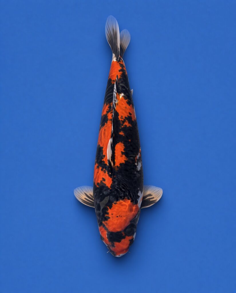 Maruhiro Yonsai Showa 67cm