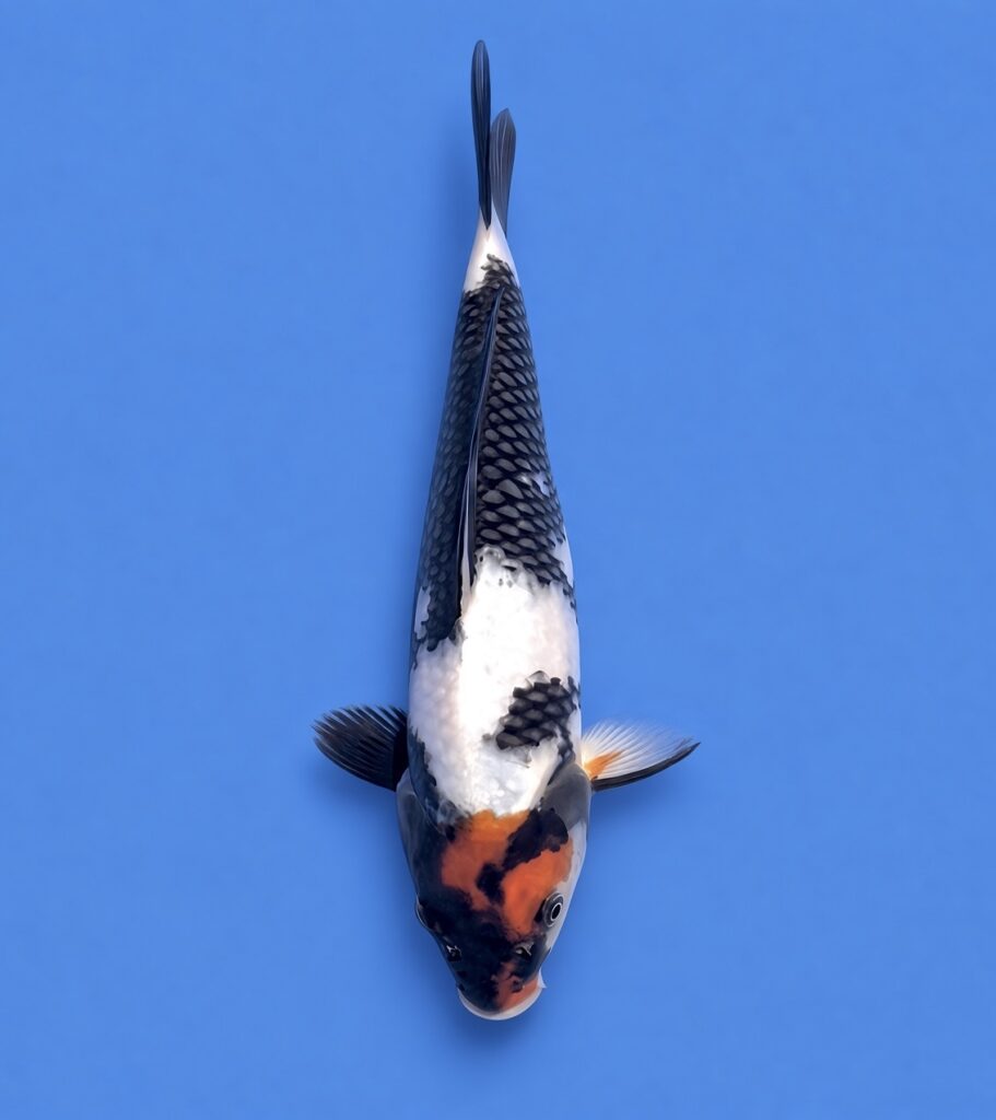 Koda Tosai Tancho Showa 29cm (Includes Grow on to March 2027)