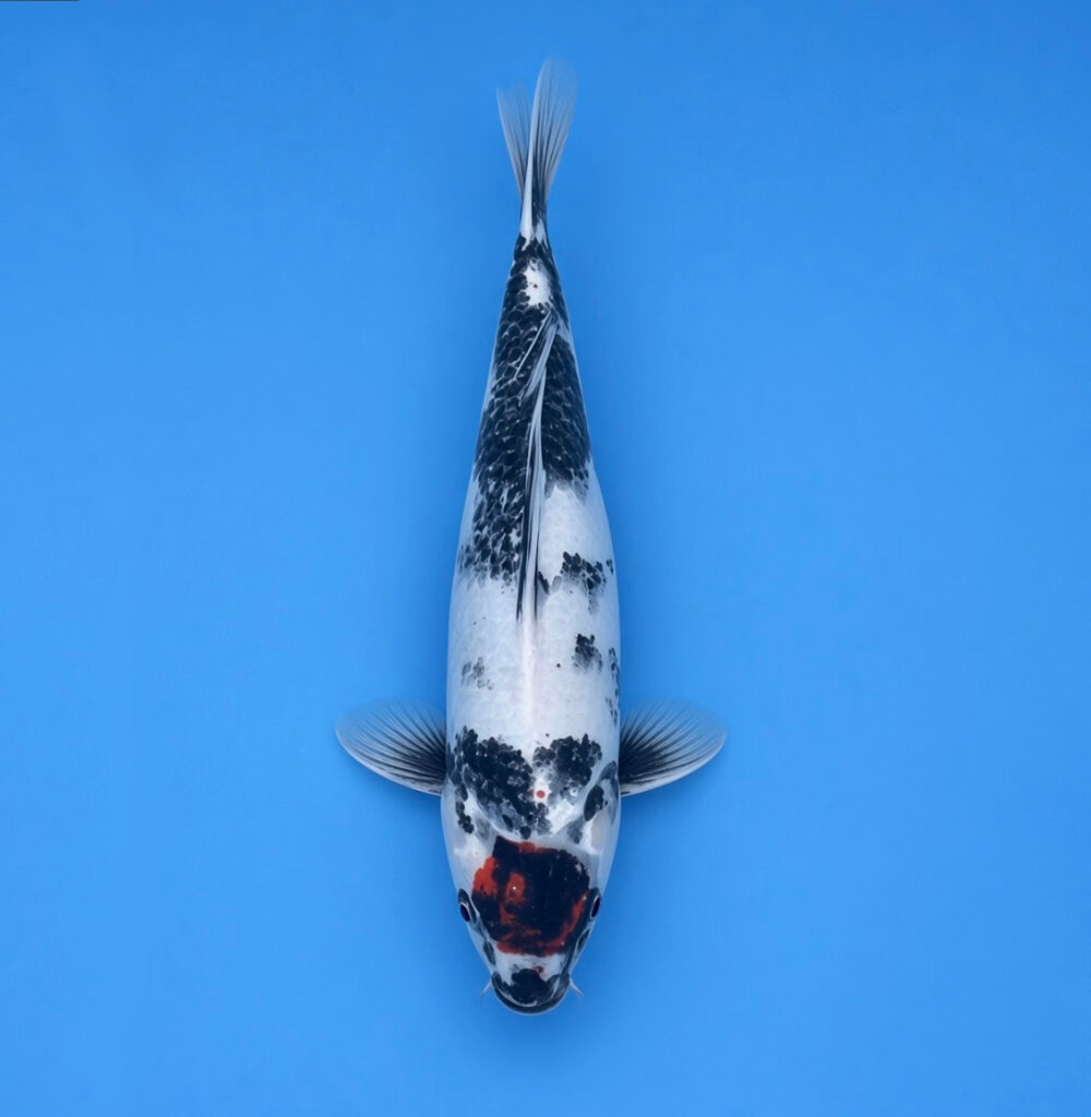Koda Nisai Tancho Showa 41cm