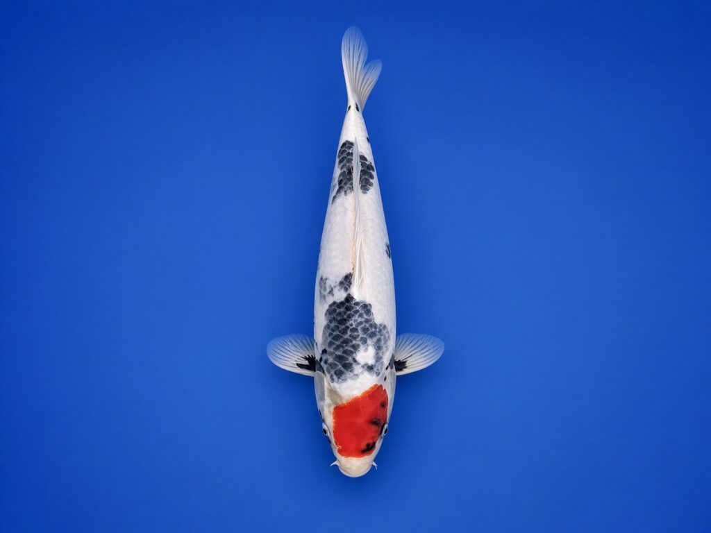 Koda Tosai Tancho Showa 28cm (Azukari)*