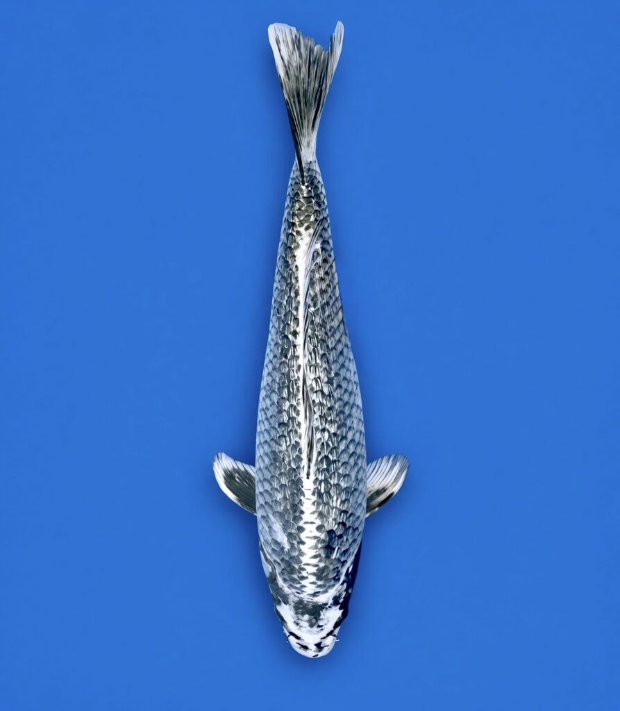 Ikarashi O Nisai Gin rin Ginga 45cm