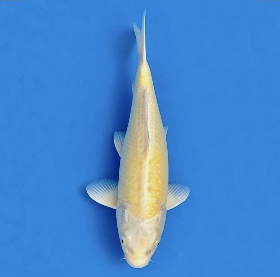 Tosai Koda Lemon Hariwake 28cm (Includes Grow on to March 2027)