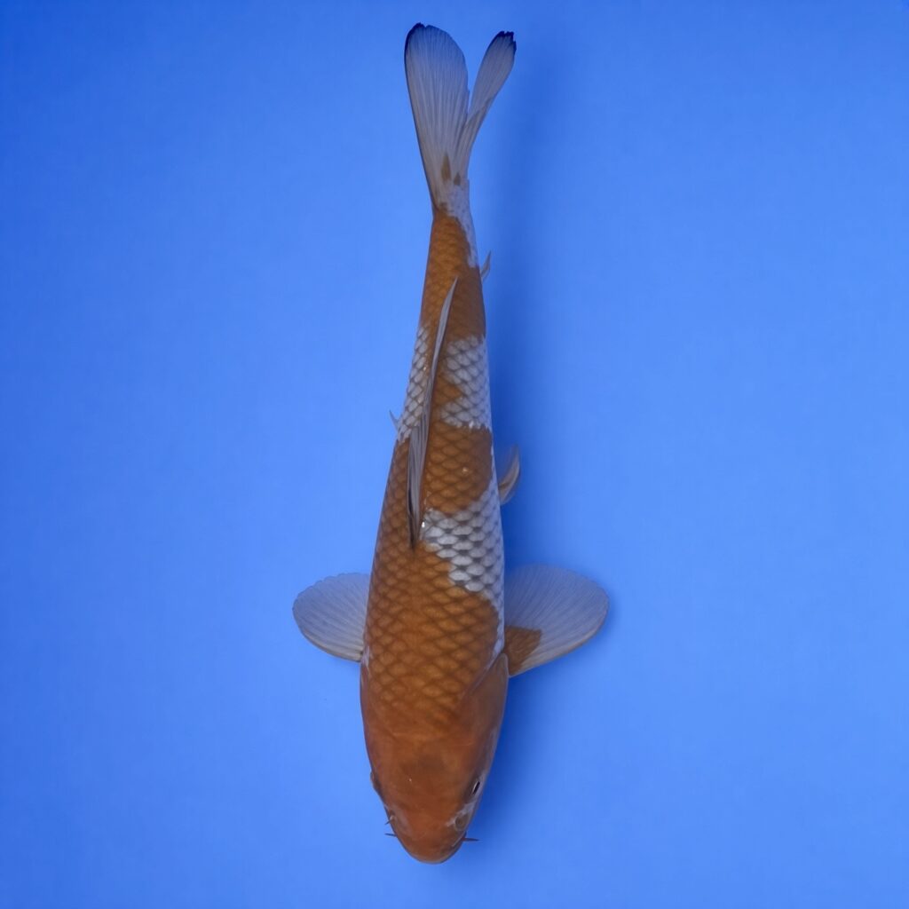 Kanno Tosai Ochiba 25cm (Includes Grow On to March 2027)